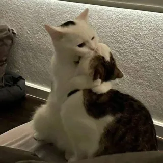 🤍 gatos, animais, carinho, abraços, animais de estimação, animais domésticos telegram sticker