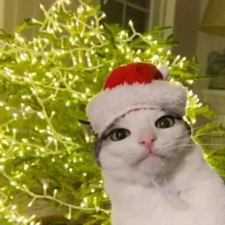 🤩 cat, christmas, santa hat, animal, cute, holiday, festive telegram sticker