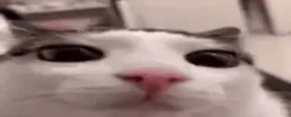 👀 cat whatsapp sticker