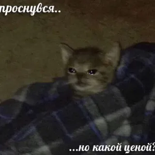 ☕️ проснулся.. ..но какой ценой? cat, sad, meme, crying, blanket telegram sticker