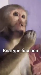 🌟 Внатуре бля пон ลิง, ตลก, มีม, สัตว์, คำหยาบ whatsapp sticker