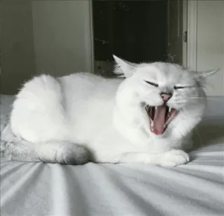🌝 gato, gato branco, bocejo, animal, animal doméstico, mamífero, felino whatsapp sticker