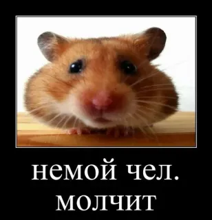 🐹 немой чел.
молчит hamster, animal, mème, texte, russe, silencieux, mignon, drôle whatsapp sticker