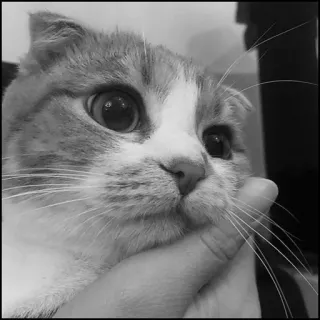 💮 gatto, scottish fold, animale domestico, animale, carino, bianco e nero telegram sticker