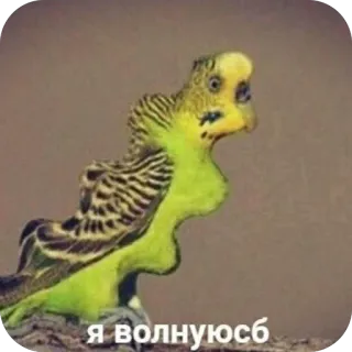 🫥 я волнуюсь budgerigar, bird, anxious, meme, parakeet, funny, pet telegram sticker