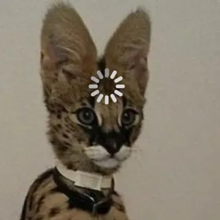❓ Serval, Katze, Laden, Tier, Meme whatsapp sticker
