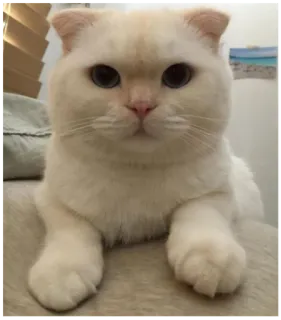 😶 gatto, gatto bianco, animale domestico, animale, animale domestico, carino, felino whatsapp sticker
