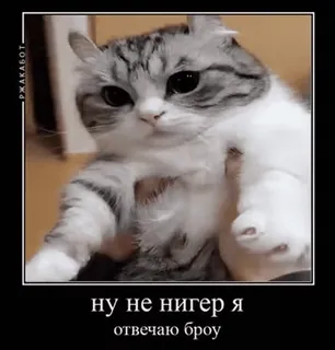 🌟 ну не нигер я
отвечаю броу แมว, มีม, รัสเซีย, หยาบคาย whatsapp sticker