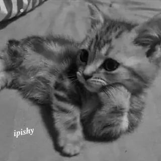 🕸 ipishy 小猫, 猫, 可爱, 动物, 宠物, 家养, 猫科 telegram sticker
