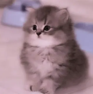 🗯 chaton, chat, mignon, doux, animal, animal de compagnie telegram sticker