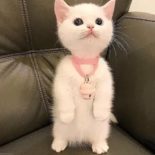 🥱 Katze, Kätzchen, süß, weiß, Tier, Haustier, Haustier telegram sticker