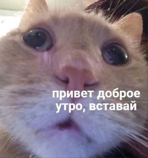🤍 привет доброе утро, вставай gato, manhã, bom dia, russo, animal de estimação, animal telegram sticker