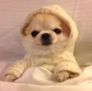 🐶 Hund, Welpe, Kapuzenpulli, süß, Tier, Haustier, kleiner Hund, entzückend telegram sticker