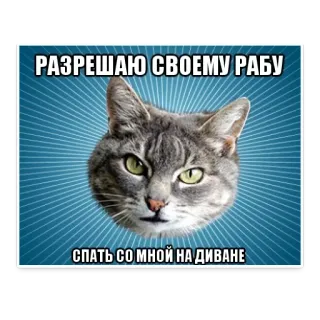 😜 РАЗРЕШАЮ СВОЕМУ РАБУ
СПАТЬ СО МНОЙ НА ДИВАНЕ gato, meme, gracioso, animal, mascota, humor telegram sticker