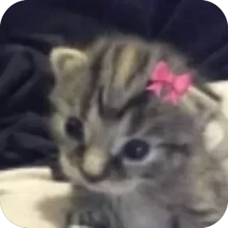 🐱 whatsapp sticker