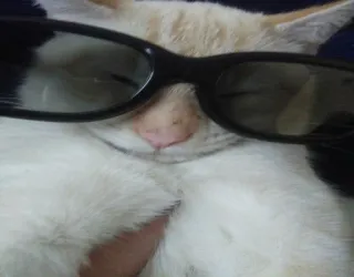 wilsonthecat whatsapp stickers