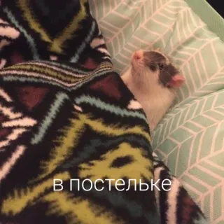 🤗 В постельке rat, lit, animal, mignon telegram sticker
