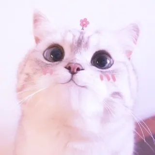 🐱 gato, lindo, animal, gatito, mascota, flor, doméstico, felino whatsapp sticker