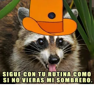 👀 SIGUE CON TU RUTINA COMO SI NO VIERAS MI SOMBRERO. rakun, topi, lucu, hewan, meme whatsapp sticker