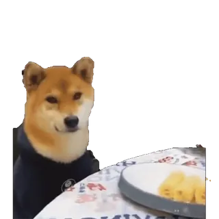 😈 Hund, Shiba Inu, Essen, Tisch, Haustier, Tier, Meme whatsapp sticker