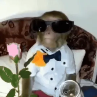 😳 monkey, sunglasses, rose, animal, bowtie, dapper, meme telegram sticker