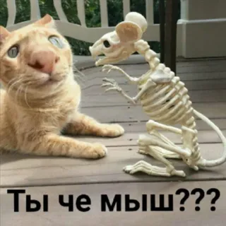 🐁 Ты че мыш??? 고양이, 쥐, 해골, 웃긴, 동물, 밈 telegram sticker