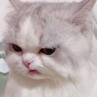 😖 cat, kitten, pet, animal, cute, feline, funny telegram sticker