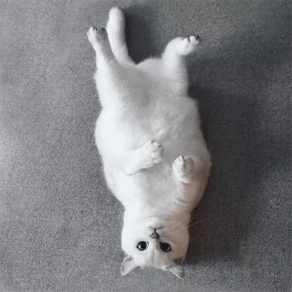 ☺️ gato, animal, fofo, gato branco, animal de estimação, animal doméstico telegram sticker