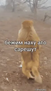 😰 бежим наху ато сарешт animal, course, chat, offensant, texte, drôle, humour whatsapp sticker
