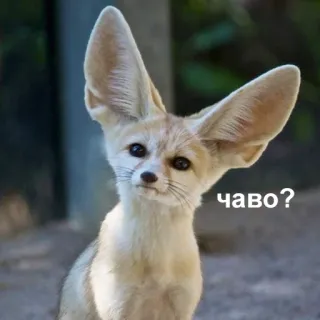 🤨 чаво? Fenek, Zwierzę, Ssak, Uszy, Pytanie, Słodki, Dzikie zwierzę telegram sticker