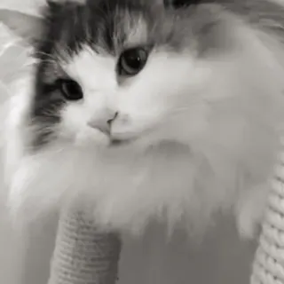 🐈 кот, питомец, животное, милый, домашний, кошачий telegram sticker