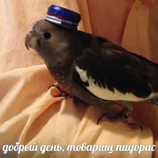 😀 добрый день, товарищ пидорас vogel, papegaai, beledigend, belediging telegram sticker