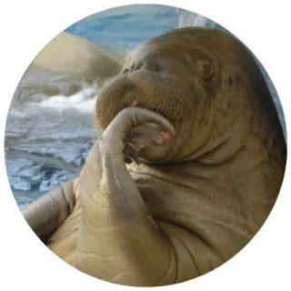 🤨 mors, zwierzę, ssak morski, uroczy, dzika przyroda telegram sticker