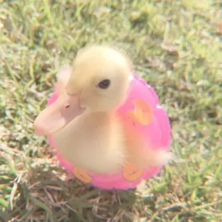 🦆 pato, patinho, fofo, animal, pássaro, bóia telegram sticker
