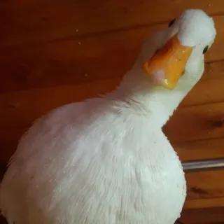 👀 duck, white, animal, bird whatsapp sticker