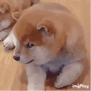 ➖ perro, cachorro, shiba inu, animal, lindo telegram sticker