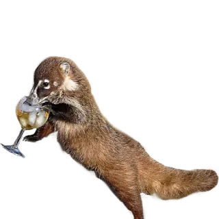 Coati Pack 1 telegram stickers
