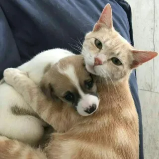 🐈 고양이, 강아지, 우정, 애완 동물, 귀여운, 동물 telegram sticker
