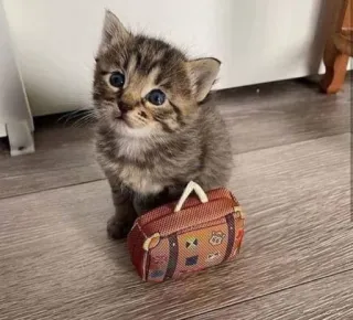 🧳 gatito, gato, mascota, viaje, maleta, lindo, animal telegram sticker