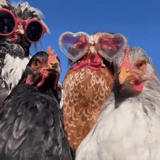 🥳 Huhn, Geflügel, Sonnenbrille, Vögel, Tiere, süß, lustig telegram sticker