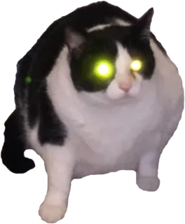 👻 cat, animal, pet, domestic animal, mammal, eyes, cute telegram sticker