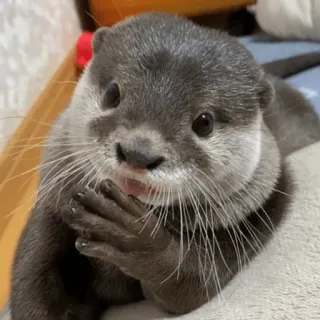 😛 loutre, mignon, animal, mammifère, faune, loutre de mer telegram sticker
