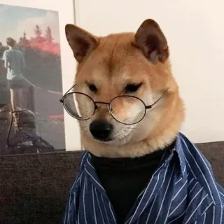 🤓 chien, shiba inu, lunettes, t-shirt, chien intelligent, animal, animal de compagnie telegram sticker