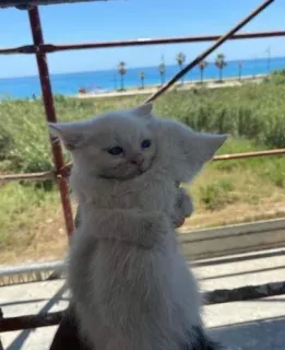 🤗 kitten, kat, witte kat, schattig, dier, huisdier telegram sticker
