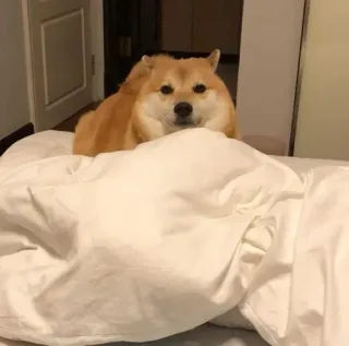 ❤️ dog, shiba inu, bed, sleepy, cute, animal, pet telegram sticker