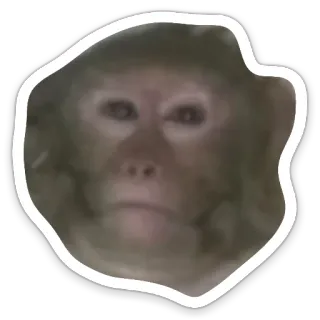 😕 scimmia, animale, scimmia antropomorfa, primate, fauna selvatica, divertente, carino telegram sticker