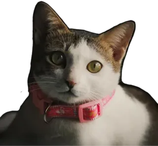 😸 kot, zwierzę domowe, kociak, zwierzę, kot domowy, kotowate, obroża telegram sticker