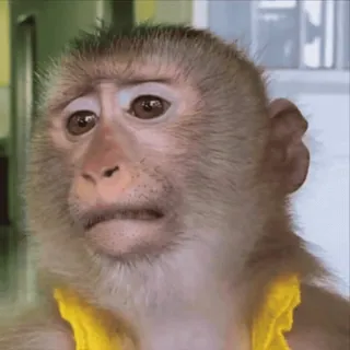 😀 macaco, animal, fofo, engraçado, primata, mamífero whatsapp sticker