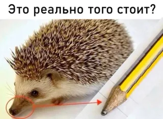 🤩 Это реально того стоит? hedgehog, pencil, animal, meme, question telegram sticker