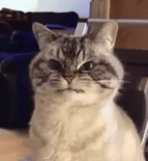 🐨 кот, смешной, животное, мем, питомец, домашний кот, кошачий whatsapp sticker